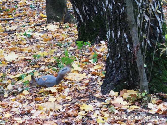 Багряная осень и новая любовь у кукол Monster High