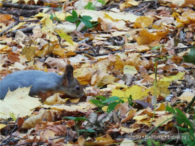 Багряная осень и новая любовь у кукол Monster High