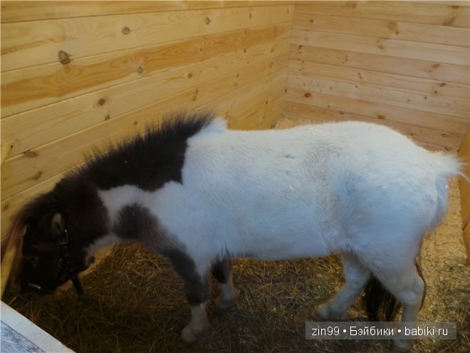 Путешествие в Рождество часть вторая, с Натали кукла Galoob Face dolls (фото 4)