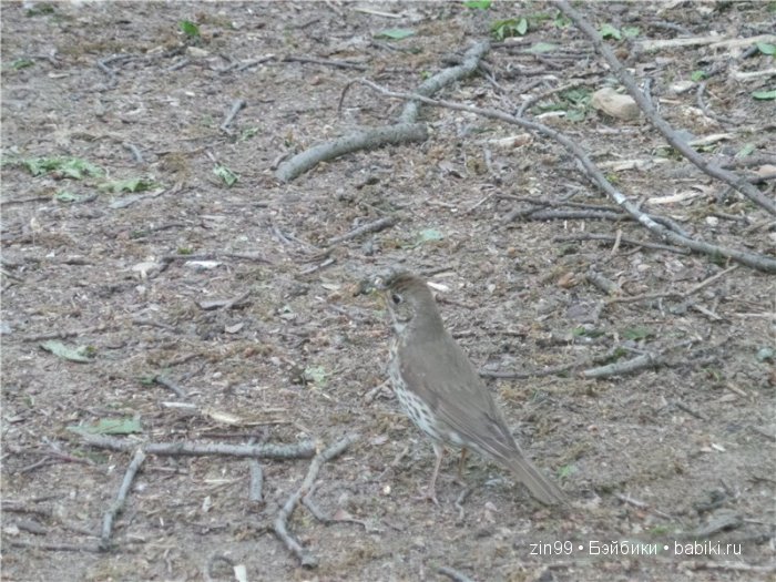 Фейсинка  Galoob Baby Face