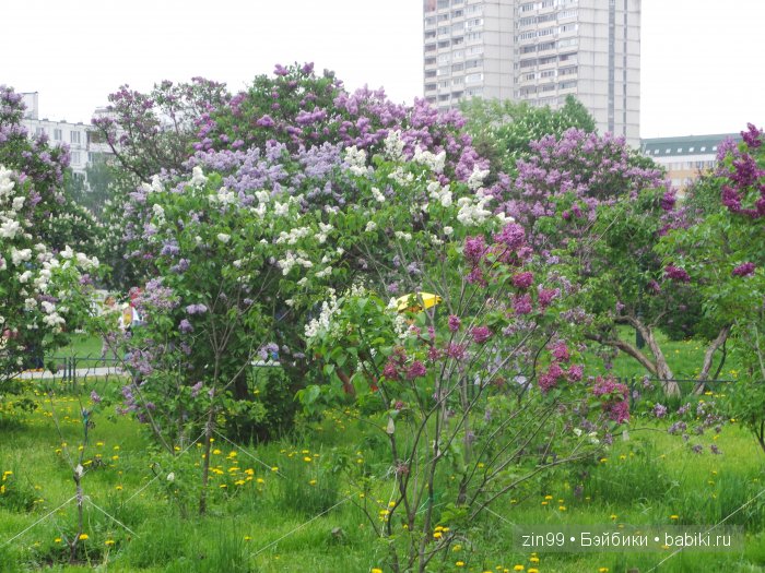 Лена, Lena Kidz 'n' Cats