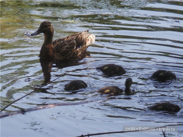 фэнси-нэнси