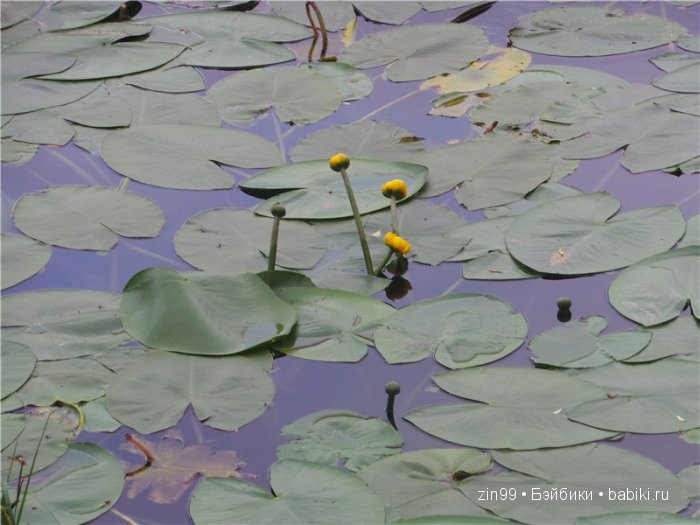 фэнси-нэнси