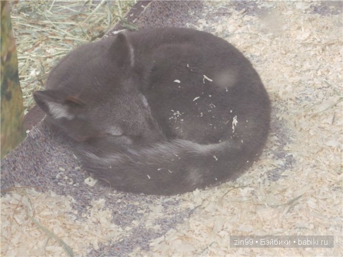 паола рейна