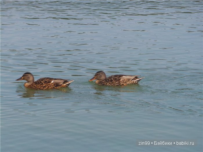 паола рейна