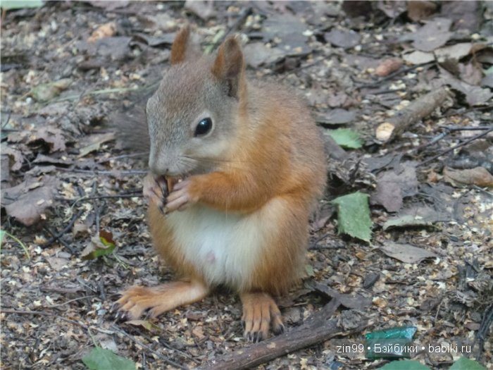 паола рейна