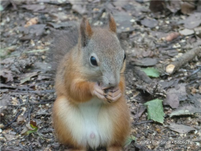 паола рейна