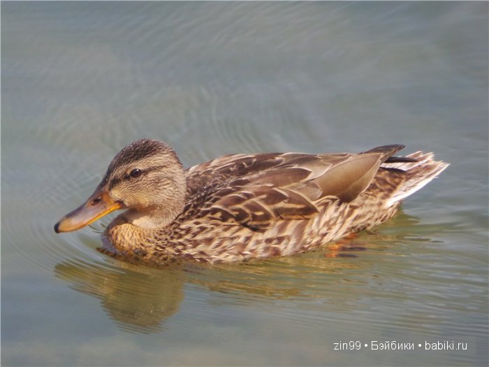 паола рейна