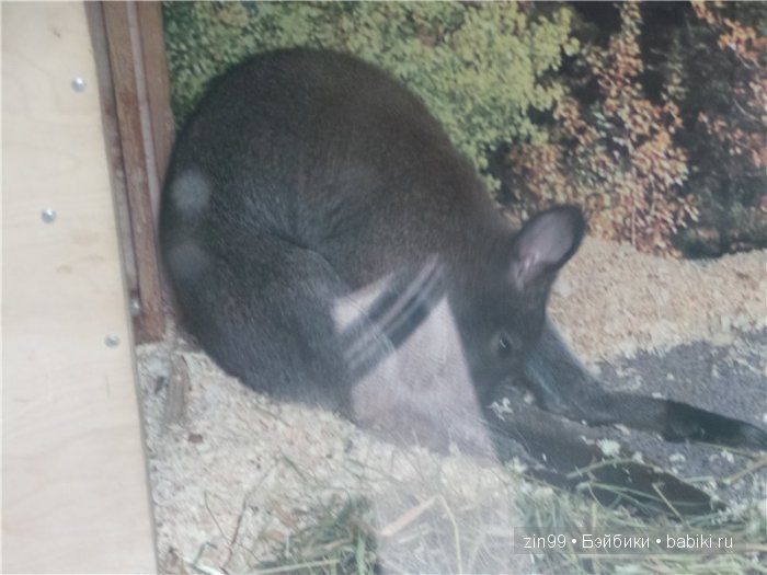 паола рейна