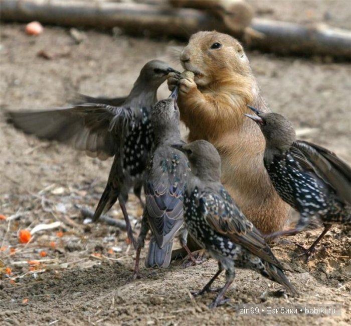 фото животных