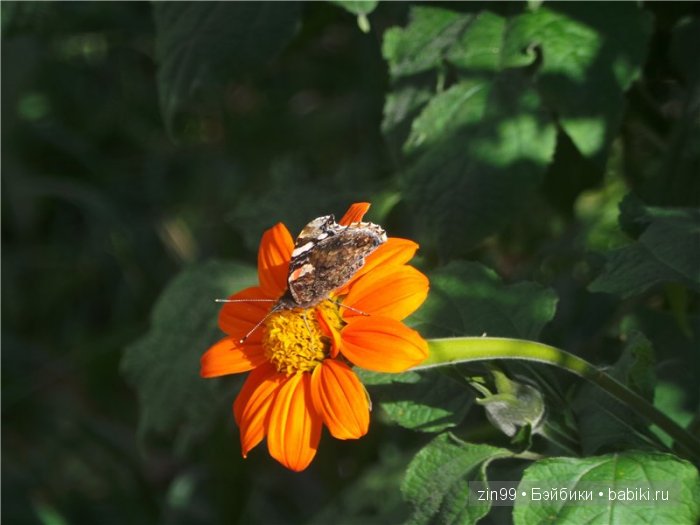 паола рейна