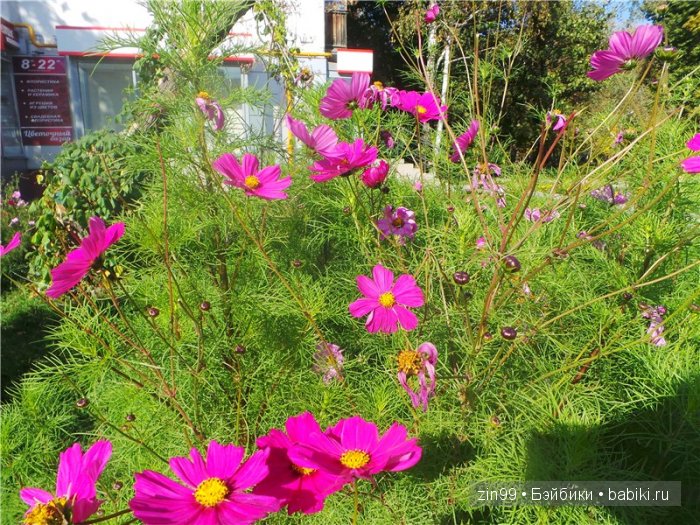 паола рейна