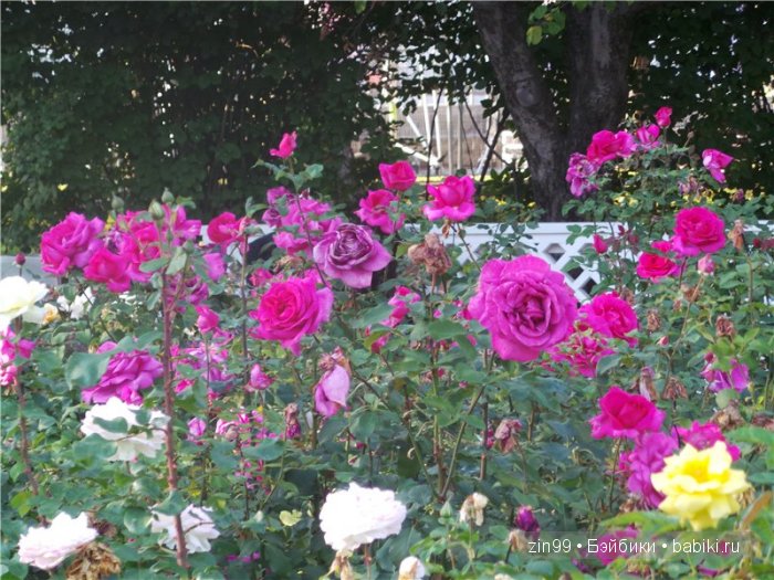 паола рейна