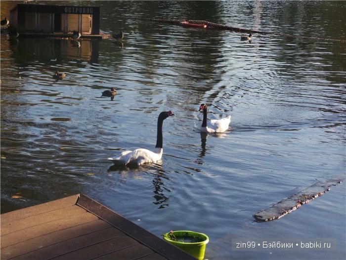 паола рейна