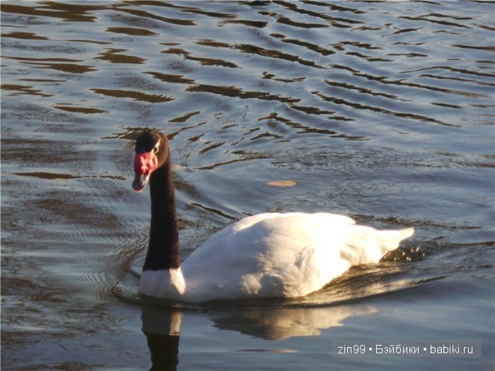 паола рейна