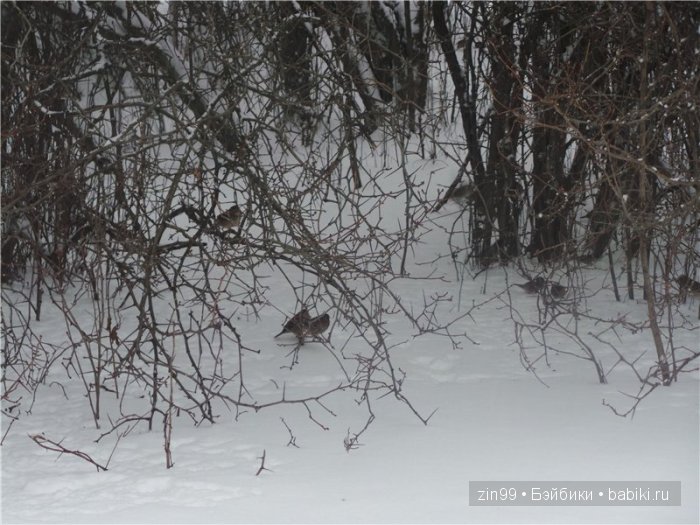 Кукла Грейс линейки Kidz'n'Cats немецкой художн.