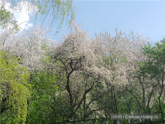 Изысканная Нэнси, небольшой рассказ или правдивая Сказка