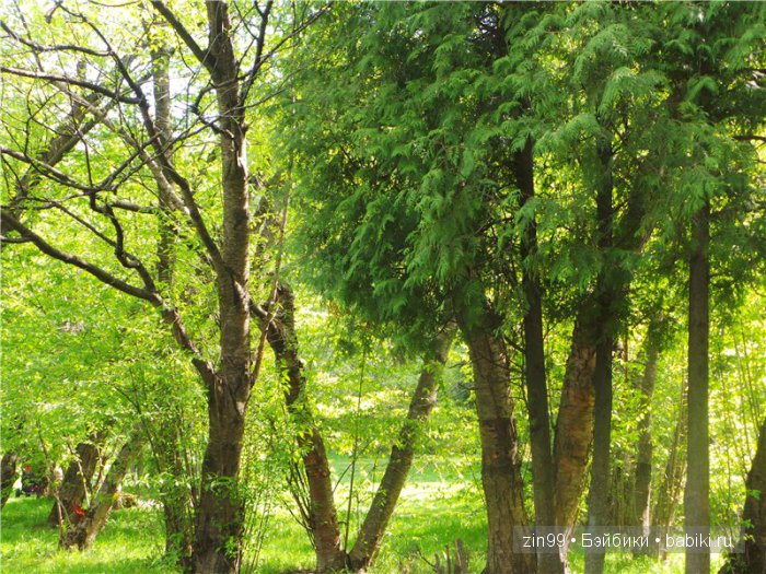 Изысканная Нэнси, небольшой рассказ или правдивая Сказка