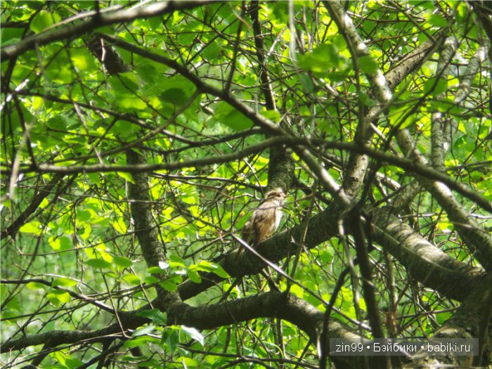 Изысканная Нэнси, небольшой рассказ или правдивая Сказка