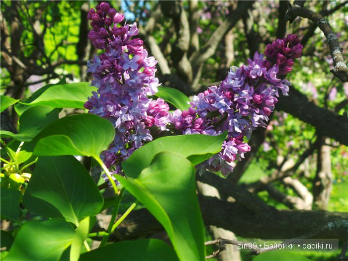 kidz 'n'cats kidz 'n'cats