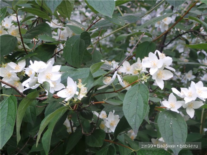 Фейсинки разные нужны и куклы Galoob Baby Fase dolls важны! Или наш дворовый садик и новенькая СЬЮЗИ