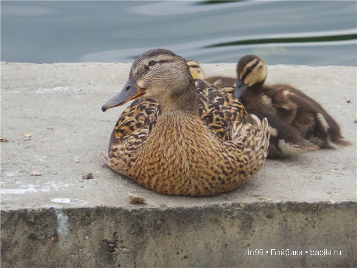 Жарко, спасает Дубрава! Прогулка с капусткой Cabbage Patch Kids dolls