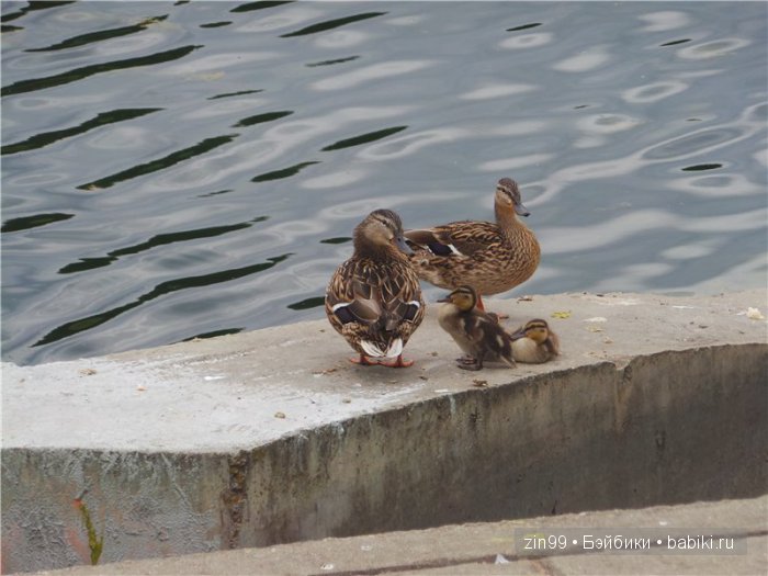 Жарко, спасает Дубрава! Прогулка с капусткой Cabbage Patch Kids dolls