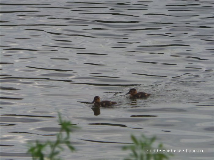 Жарко, спасает Дубрава! Прогулка с капусткой Cabbage Patch Kids dolls