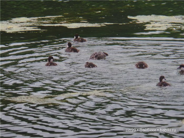 Жарко, спасает Дубрава! Прогулка с капусткой Cabbage Patch Kids dolls