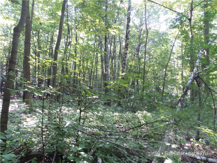 лена kidz'n'cats