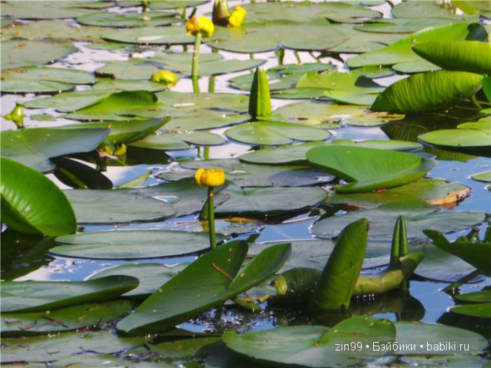 Прогулка в Серебряный бор! Вместе с Сюзи от Galoob Baby Face (фото 10)