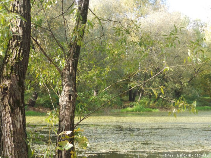 лена kidz'n'cats