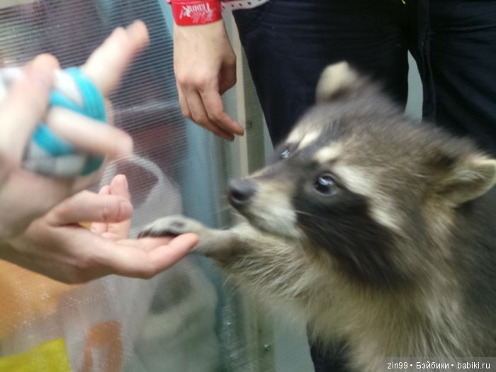 выставка хелло тедди