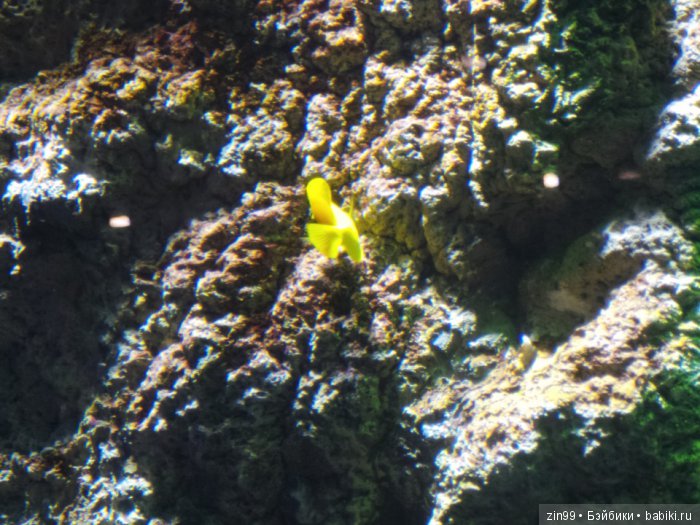 В поисках Снегурочки, Часть вторая! Кинзики должны помочь