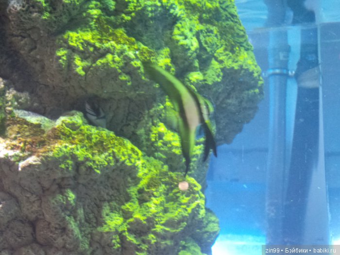 В поисках Снегурочки, Часть вторая! Кинзики должны помочь