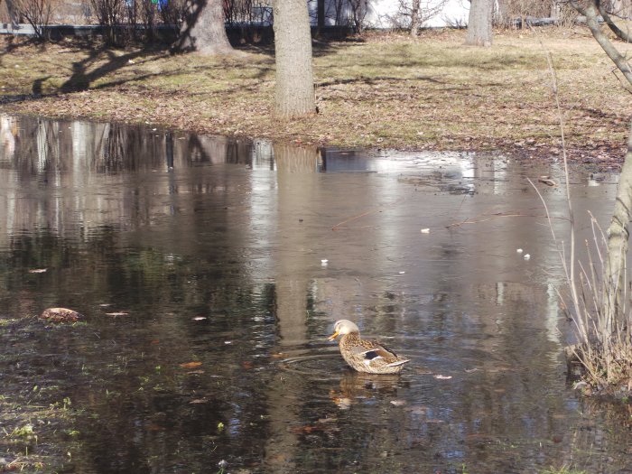 Весна идёт, весне дорогу — Куклы Kidz'n'Cats (Соня Хартман): шарнирные 46 см (фото 10)