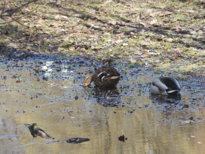 Весна идёт, весне дорогу — Куклы Kidz'n'Cats (Соня Хартман): шарнирные 46 см