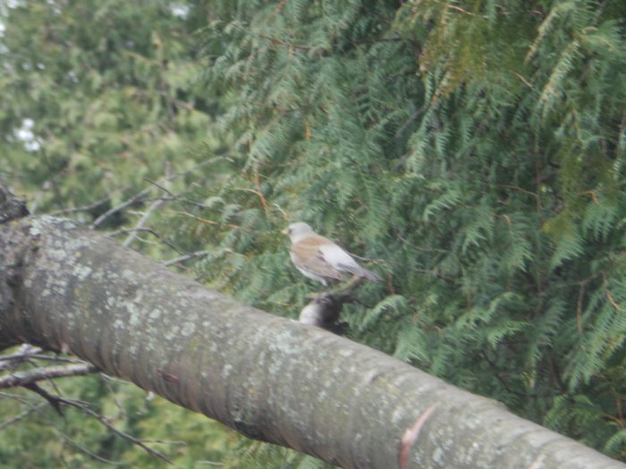 Весна идёт, весне дорогу — Куклы Kidz'n'Cats (Соня Хартман): шарнирные 46 см