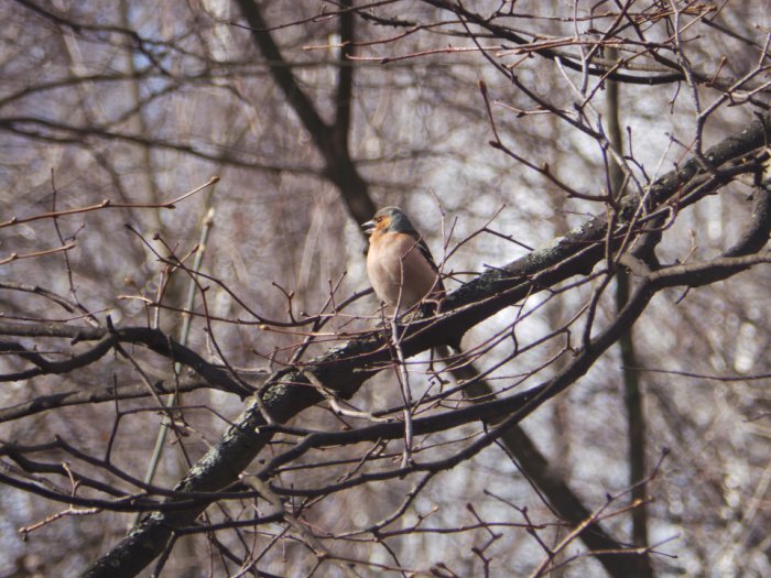 Весна идёт, весне дорогу — Куклы Kidz'n'Cats (Соня Хартман): шарнирные 46 см