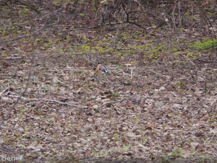 Весна идёт, весне дорогу — Куклы Kidz'n'Cats (Соня Хартман): шарнирные 46 см