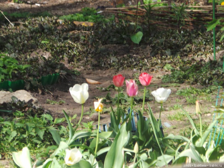 Весна! Всё распускается! Мои девочки от Линды Рик