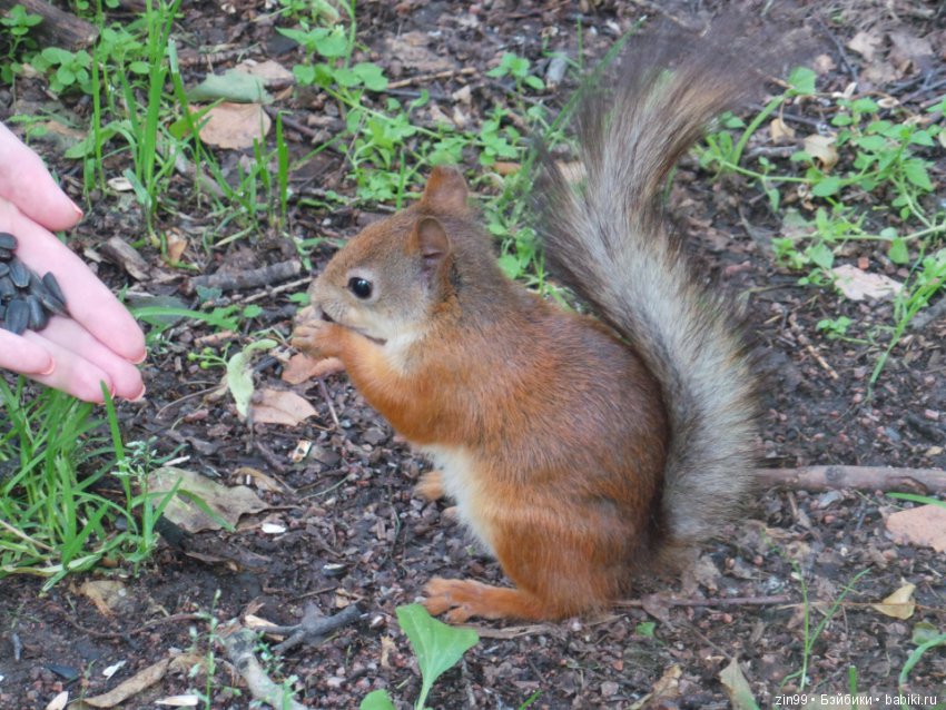 Выходной день, успеть бы до дождя (фото 7)