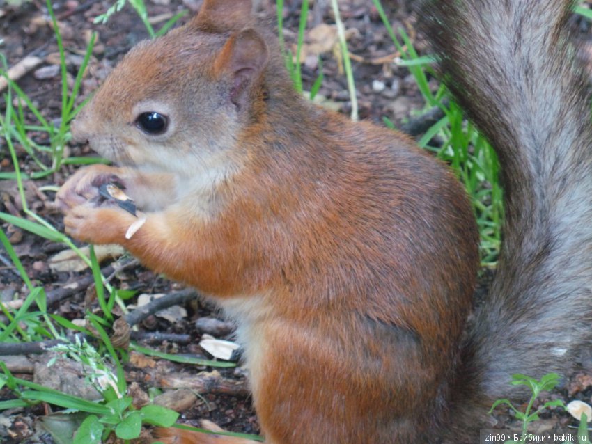 Выходной день, успеть бы до дождя (фото 8)