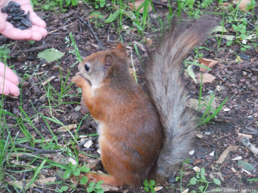 паола рейна