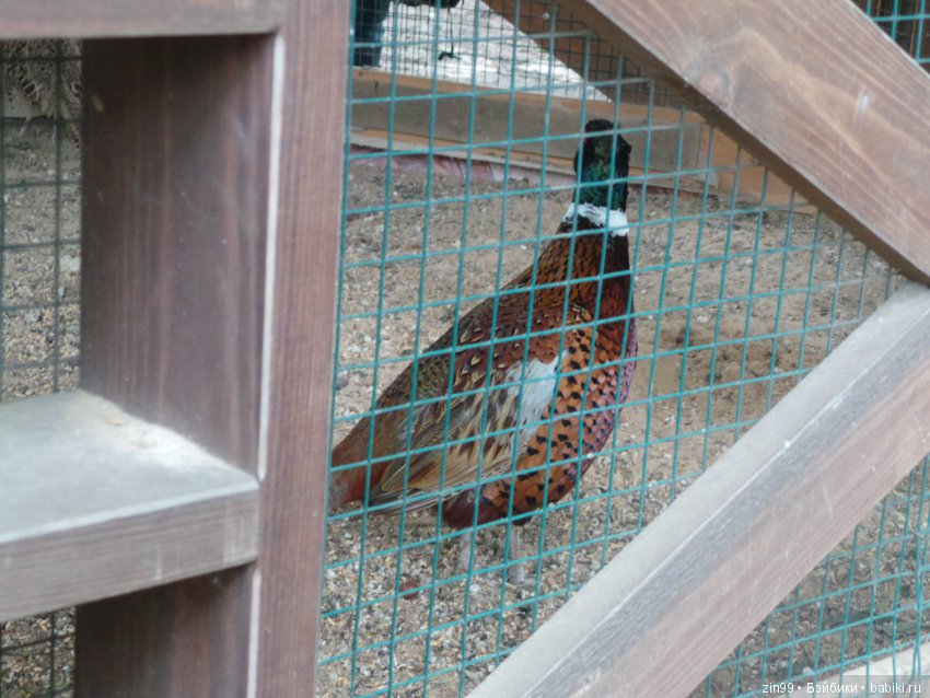 Нескучный сад или небольшая летняя прогулка