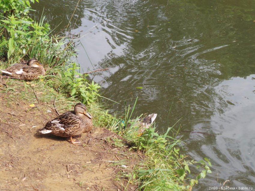Нескучный сад или небольшая летняя прогулка