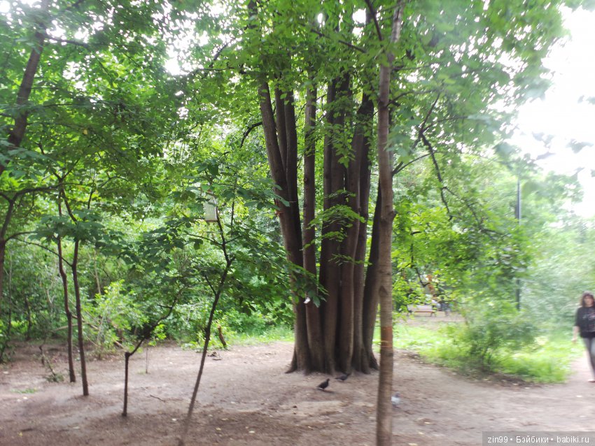 Нескучный сад или небольшая летняя прогулка