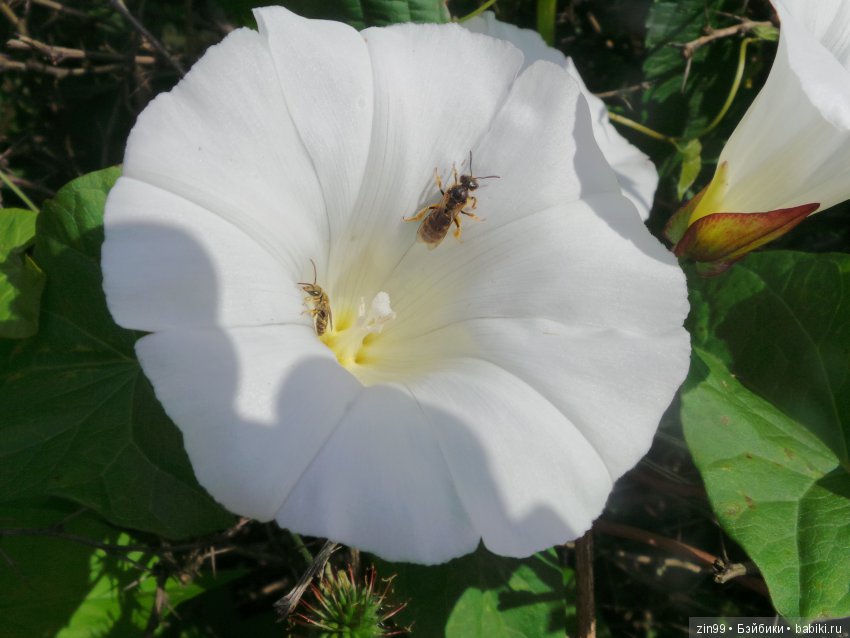 Одним воскресным жарким днём