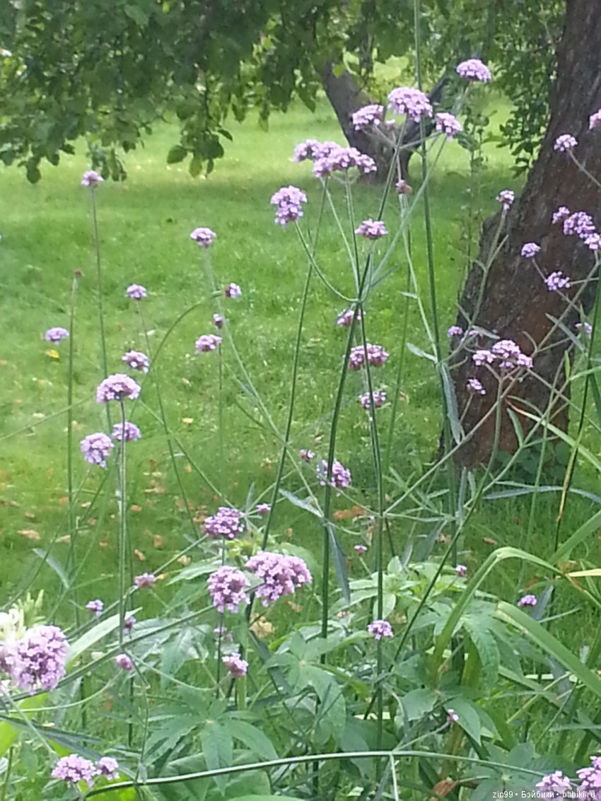 Новые наряды, или прогулка в Коломенское? Скорее и то и другое