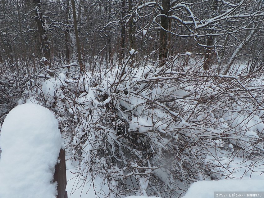 Зима раскрыла снежные обьятья, и мы спешим навстречу к ней! Вместе с Соней и Амбер